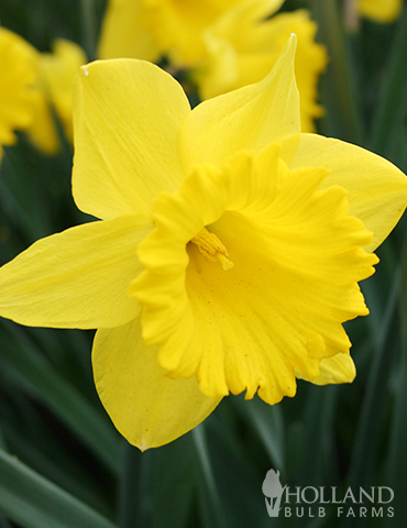 Dutch Master Daffodil - 82108