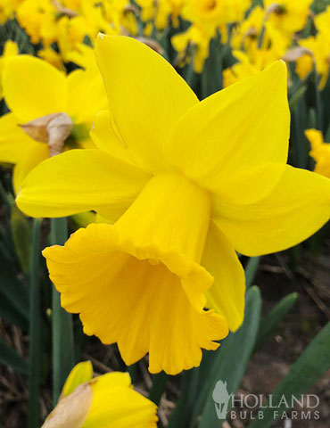 Dutch Master Daffodil - 82108