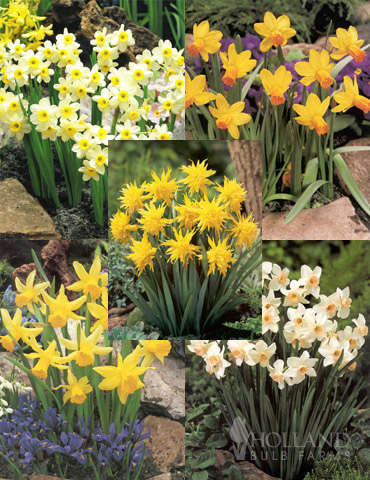 Dwarf Rock Garden Daffodil Collection 