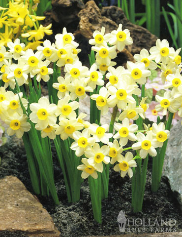 Pack 10 Dwarf Narcissus Bulbs 'Rockery Mix' WPC Prins Quality Spring Bulbs 