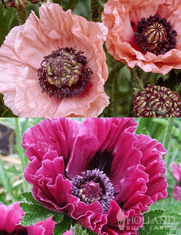 Dynamic Oriental Poppy Collection oriental poppies, bare root perennials, poppy plants for sale, perennials online, buy perennials online, plant perennials now