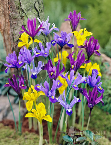 Early Royal  Dwarf Iris Mixture 