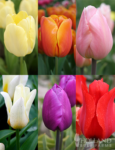Early Spring Tulip Collection 