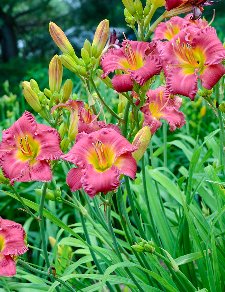 Earlybird Cardinal Re-Blooming Daylily - 77545
