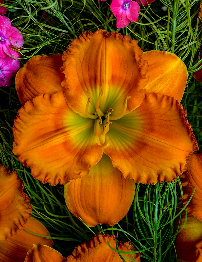 Earlybird Oriole Re-Blooming Daylily 