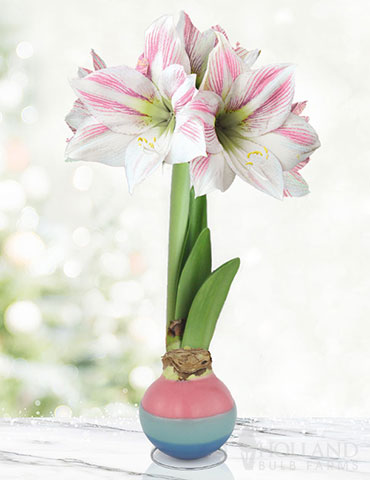 Easter Blessings Waxed Amaryllis 