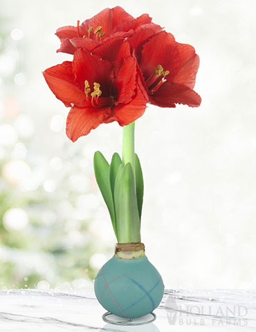 Easter Picasso Waxed Amaryllis - 92235