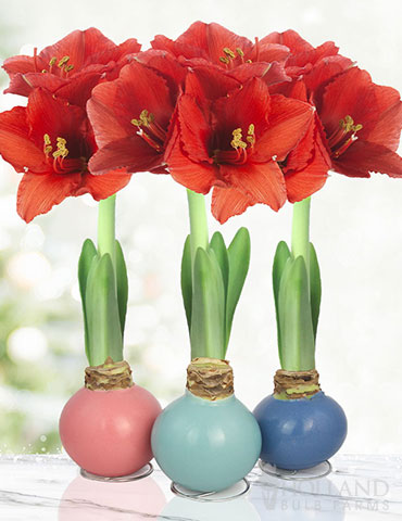 Easter Waxed Amaryllis Collection
