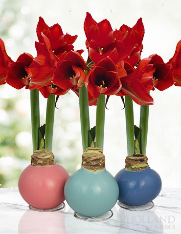 Easter Waxed Amaryllis Collection - 92237