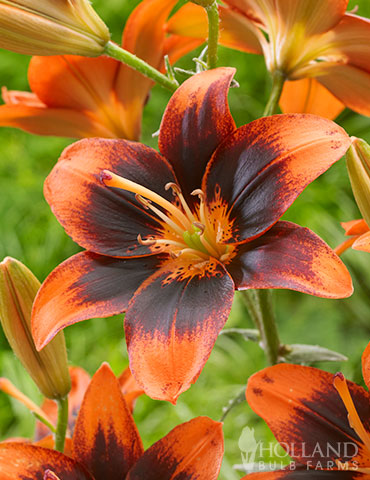Easy Samba Asiatic Lily lily sale, easy samba asiatic lily, lilies that produce pollen, asiatic lily bulbs for sale, fall planted lilies, orange lily flowers