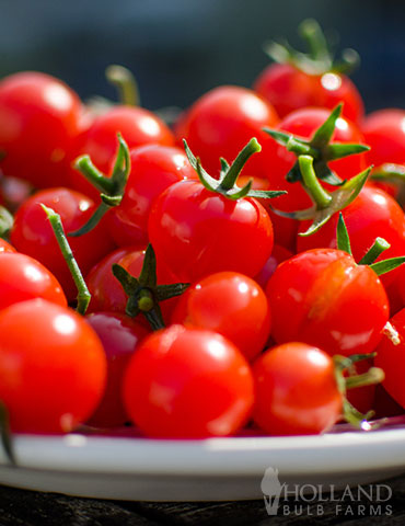 Easy to Grow Tomato Kit - 75737