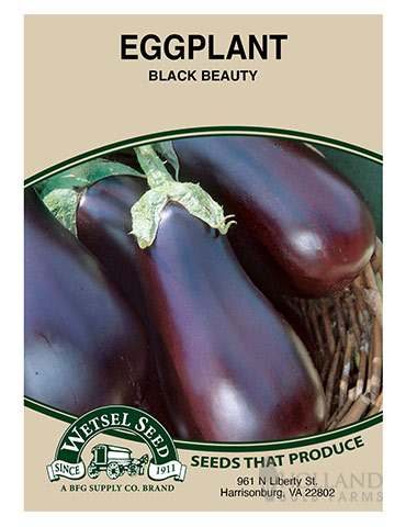 Eggplant Black Beauty - 75536