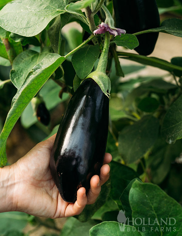 Eggplant Dusky Plant Start Trio