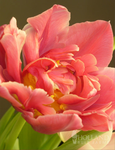 Elegant Double Tulip Collection - 88282