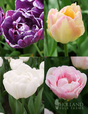 Elegant Double Tulip Collection 