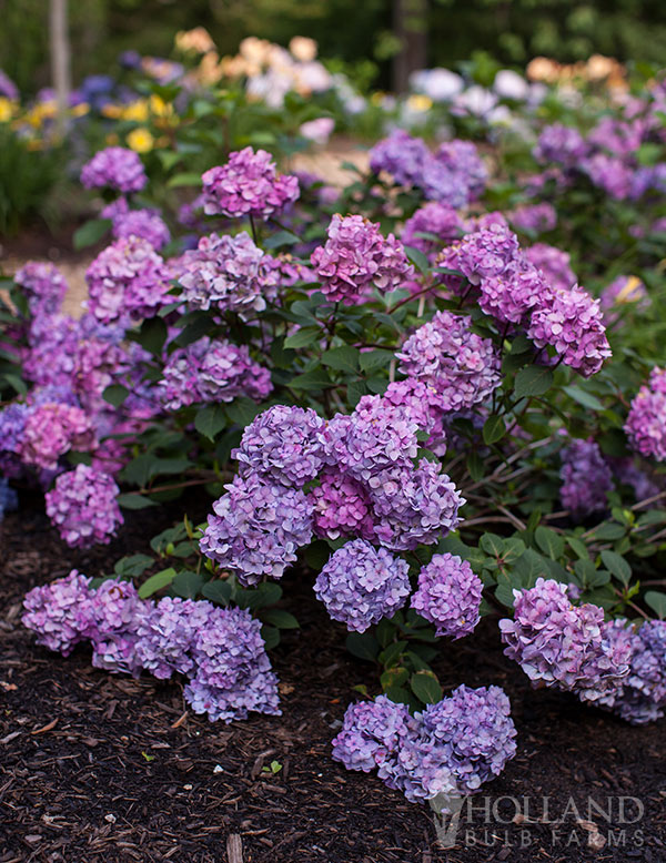 Endless Summer® BloomStruck® Reblooming Hydrangea Pre-Potted Shrub