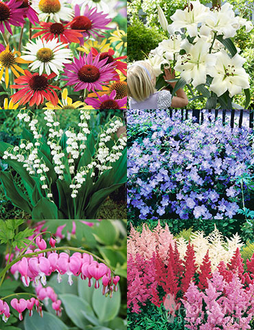 Essential Perennial Garden Collection plants for sale online, perennial flowers for sale cheap, perennials for sale online, full sun perennials for sale, perennial flowers that bloom all summer, summer blooming perennials, spring blooming perennials, perennials for shade, plants that love shade, shade gardens, easy to grow perennials