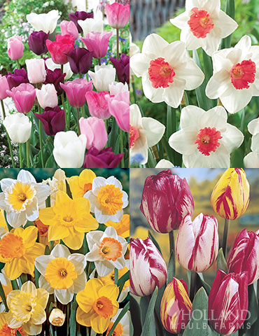 Essential Tulip & Daffodil Garden 