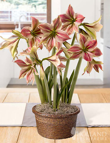Exotic Star Amaryllis Potted Bulb Garden 