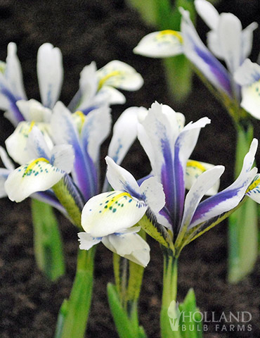 Eye Catcher Dutch Iris blue Dutch iris, Dutch iris, Dutch iris bulbs for sale, eye catcher Dutch Iris, spring blooming flowers, flowers that bloom in spring, fall planted bulbs, bulbs to plant in fall, what bulbs to plant in fall. 