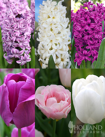 Fairy Dust Hyacinth & Tulip Collection 