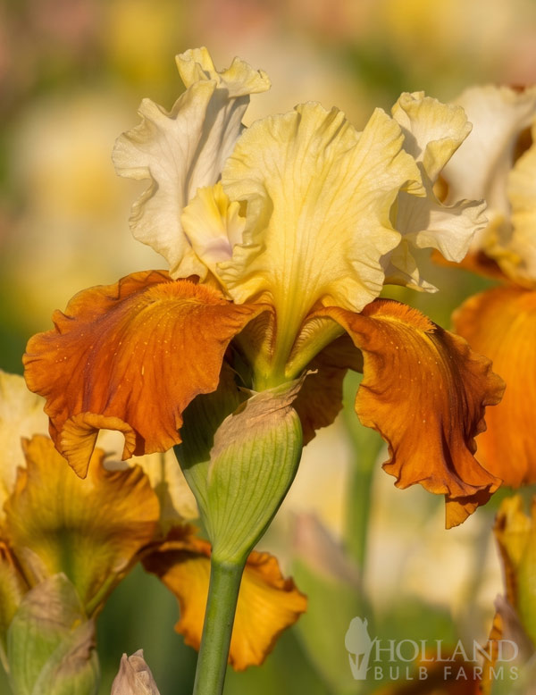 Fall Fiesta Bearded Iris