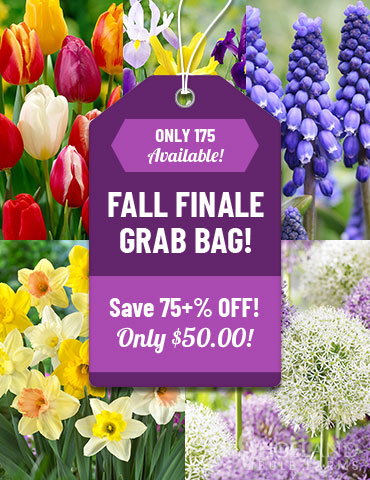 Fall Finale Flower Bulb Grab Bag  best deals on flower bulbs, buy flower bulbs online, buy tulip bulbs, buy daffodil bulbs, where to buy allium bulbs, flowers that bloom in spring