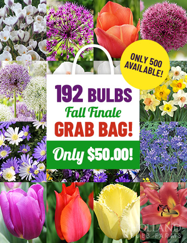 Fall Finale Grab Bag  fall finale grab bag, spring blooming bulbs on sale, spring blooming bulbs for sale, what can I plant in january, best bulbs for southern states, daffodil bulbs for sale, daffodil bulbs on sale 