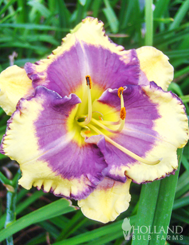 Fancy Frills Daylily Collection - 86138