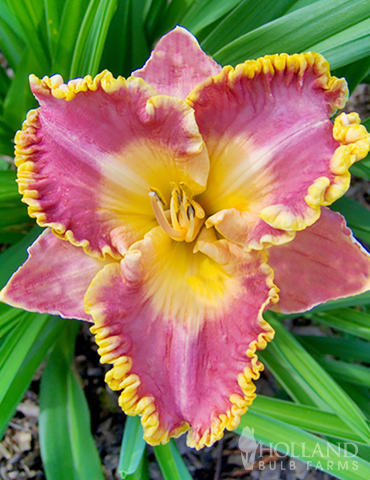 Fancy Frills Daylily Collection - 86138
