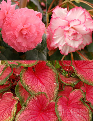 Fancy Frills Pink Shade Patio Collection 