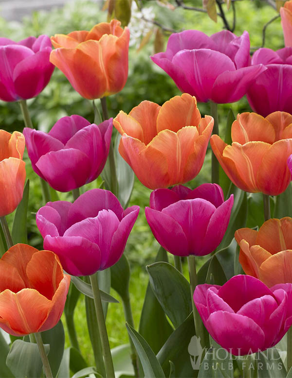 Fandango Tulip Mix