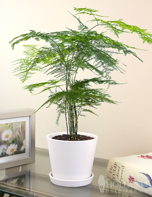 Fern Plumosa Houseplant