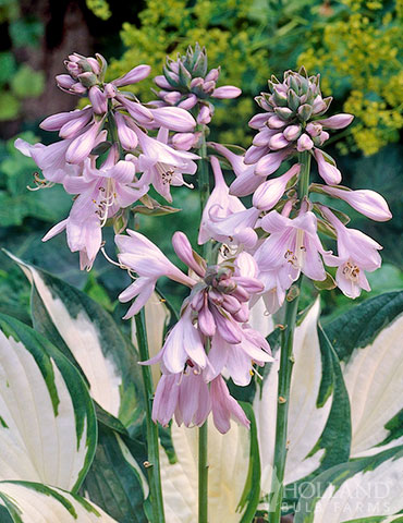 Fire and Ice Hosta - 77347