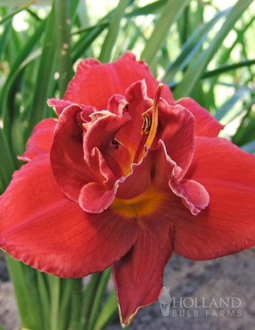 Fires of Fuji Daylily 