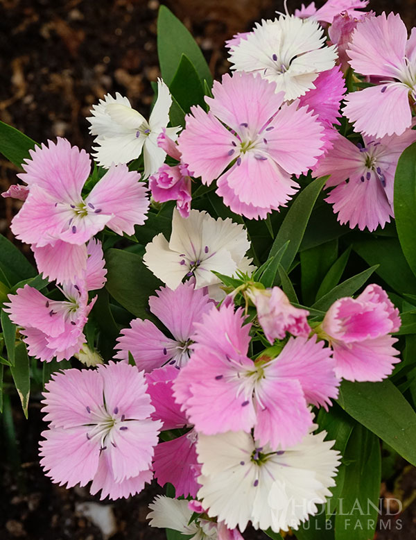 First Love Dianthus Pre-Potted Duo