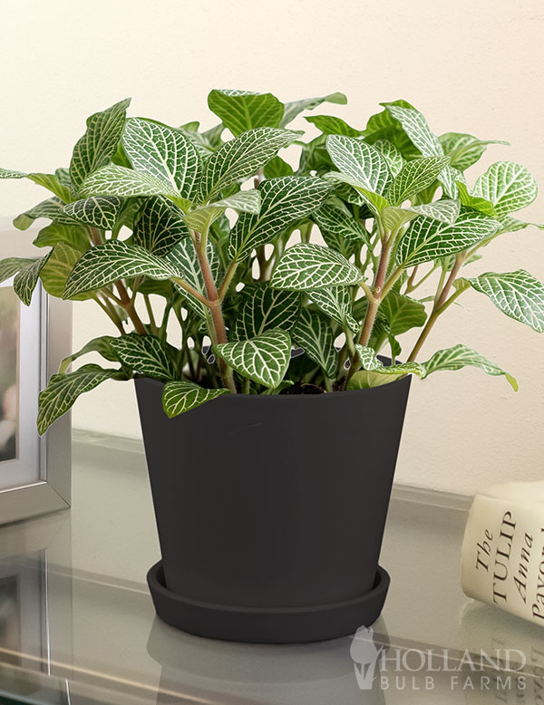 Fittonia Houseplant
