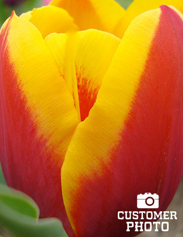Flair Single Early Tulip - 88121