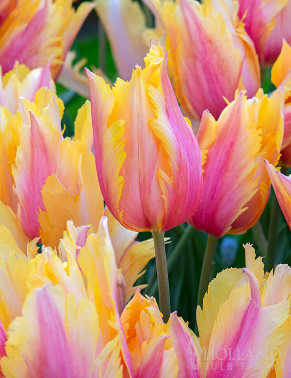 Flaming Memory Single Late Tulip