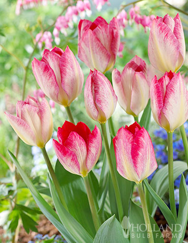 Flaming Purissima Tulip large tulips, flaming purissima tulip, tulip sale, best price on tulips, fall bulb mix, perennial tulips, fosteriana tulips