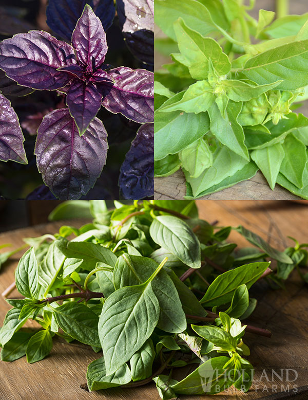 Flavor Medley Basil Plant Start Trio