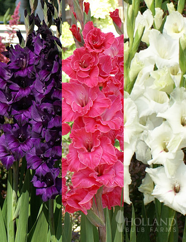 Floral Punch Gladiolus Collection 