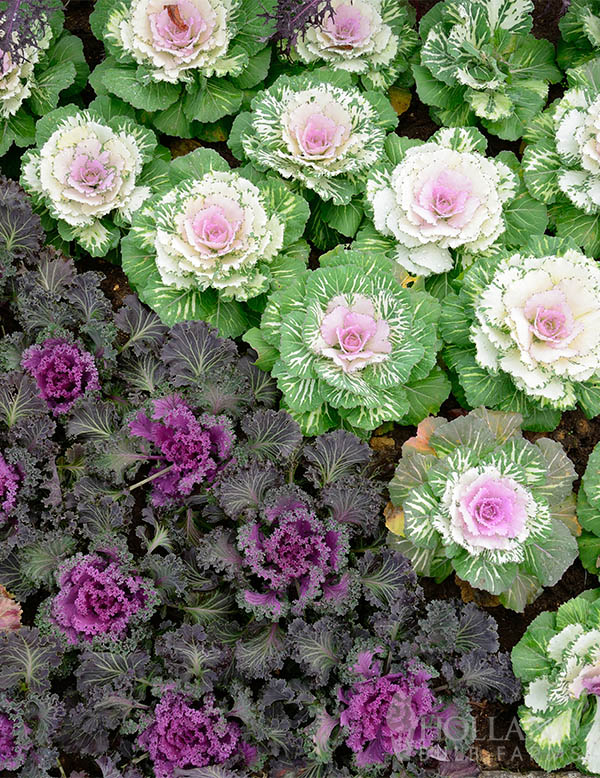 Flowering Cabbage Osaka Mix Pre-Planted Trio