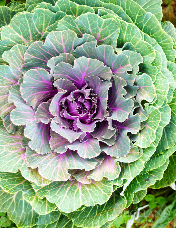 Flowering Cabbage Osaka Mix
