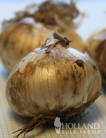 Flowering Onion or Allium Aflatunense - 81115
