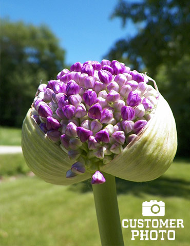Flowering Onion or Allium Aflatunense - 81115