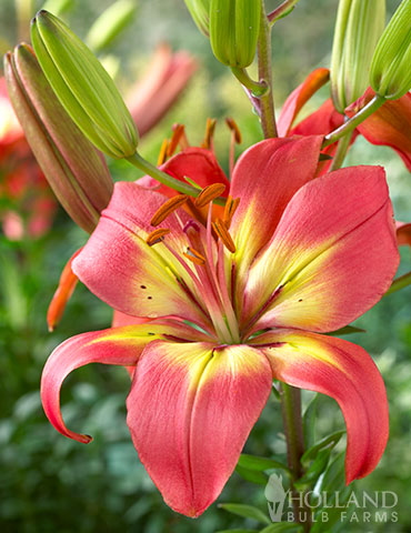 Forever Linda Asiatic Lily forever linda asiatic lily, asiatic lily bulbs for sale, forever susan asiatic lily, orange asiatic lily bulbs, asiatic lily yellow