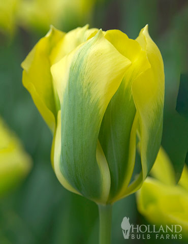Formosa Tulip - 88205