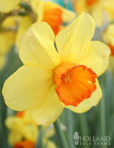 Fortissimo Daffodil 