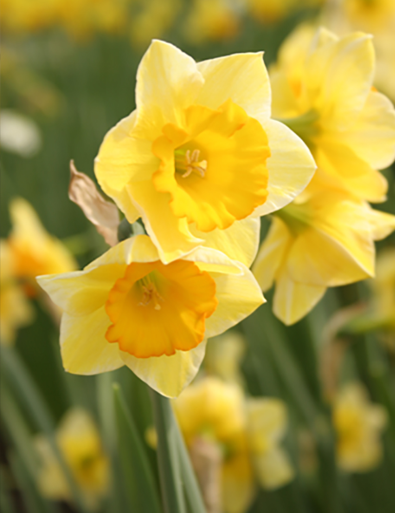 Fortune Daffodil 